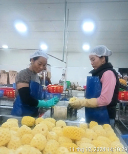 Ananas en conserve vietnamien en gros disponible pour livraison immédiate / John - Product Image 6