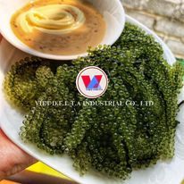 Uvas de Mar Deshidratadas Premium 100% Caulerpa Lentillifera envasadas al vacío de Vietnam - para consumo directo - Product Image 5