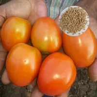 Semences de tomates CRADLE of LIFE pour l'agriculture - Rendement élevé, durée de conservation de 12 mois, scellées sous vide, prêtes à la plantation