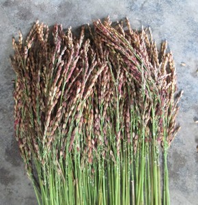 ข้าวเหนียวดำคุณภาพสูง – ข้าวเหนียวดำธรรมชาติ ผู้จัดจำหน่ายจากเวียดนาม ราคาแข่งขัน // คุณทอม - Product Image 2