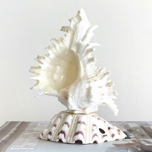 Room decor accent table lamp with clamshell base competitive price seashell <b>night</b> <b>light</b> lamps - Product Image 1