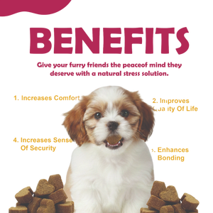 Masticables Blandos Multivitamínicos Premium para Perros con Cúrcuma Orgánica y Probióticos para Apoyar la Inmunidad, la Digestión y la Salud Articular - Proveedor al por Mayor - Product Image 4