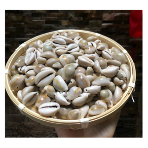 Premium Cowrie Shell for Decorative Crafts and Accessories with Bulk Orders and Global Buyers - Product Image 2