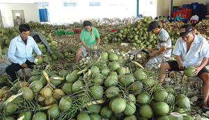 มะพร้าวอ่อนสดจากเวียดนาม ผลิตจากเส้นใยมะพร้าวธรรมชาติ สำหรับการผลิตเครื่องดื่มและการค้า - Product Image 6