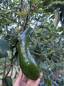 Premium IQF Frozen Avocado Chunks Export Quality from Vietnam - Product Image 5