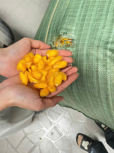 Cocon de Soie de Mûrier Jaune Demi-Coupé, Fibre de Soie Naturelle Teinte, Filament de Cocon pour l'Artisanat Textile - Product Image 2