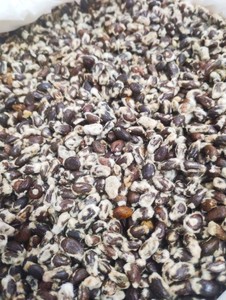 Graines de coton de qualité supérieure |   Graines de coton brutes |   Graines de coton de qualité alimentaire |   Fournisseur en gros de graines de coton |   Reen Traders |   Uttar Pradesh - Product Image 6