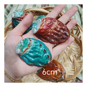 เปลือกหอยเป๋าฮื้อเป็นมิตรกับสิ่งแวดล้อม วัสดุตกแต่งธรรมชาติสำหรับงานออกแบบเครื่องประดับ งาน DIY และงานศิลปะสร้างสรรค์ - Product Image 2