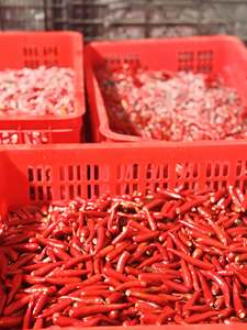 Piment rouge congelé de qualité supérieure, entier, sans tige, très piquant, IQF, pour la transformation alimentaire et la vente en gros - Product Image 4