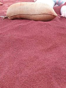 Semillas de Annatto Secas Naturales de Alto Pigmento para Distribución Mayorista, Soluciones Disponibles Hoy para el Mercado Minorista Global - Product Image 3