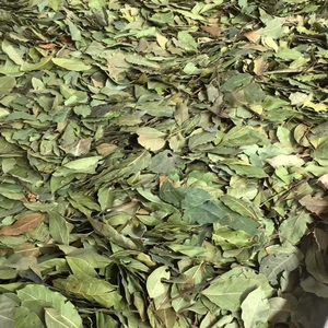 Feuilles de Laurier de Qualité Supérieure en Gros, Prêtes à l'Expédition, Qualité Alimentaire, Exportation Mondiale - Product Image 5