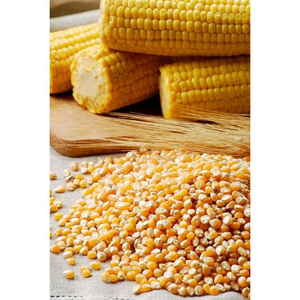 Maíz Forrajero al por Mayor de la Mejor Calidad, Grado Premium para Alimentación Animal, Suministro a Granel, Listo para Exportación - Product Image 2