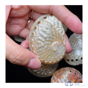 DISPONIBLES | Kit de matériaux pour micro-paysages en coquillages marins pour la décoration de fêtes et les projets de bricolage – Vietnam - Product Image 1