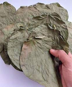 Hojas enteras de Betel Piper secas naturales de ALTA CALIDAD-100% hojas de betel de hierbas secas orgánicas (Paan) del proveedor de Vietnam - Product Image 3