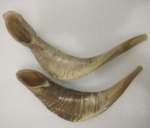 Venta al por mayor de cuerno Shofar tradicional hecho a mano Rosh Hashanah Yom Kippur Bar Mitzvahs y uso de SINAGOGA - Product Image 2