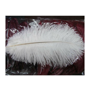 Bulk Ostrich <b>Feather</b> Factory Direct South Africa Origin For Wholesale Export Sale - Product Image 2