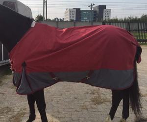 Водонепроницаемое зимнее попонное покрывало для лошадей из рипстопа 600DNR с подкладкой из хлопка и тафты, стеганое - Product Image 3
