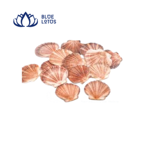 Concha de Vieira Natural Ecológica Blue Lotus, Imitación Antigua Acanalada, Duradera para Manualidades, Decoración del Hogar y Feng Shui - Product Image 1