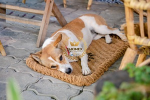 Tapis pour animaux de compagnie en fibre de coco naturelle 100% écologique et confortable pour la mastication du chien et le prix d'utilisation du chat - Product Image 2