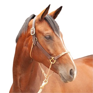 Fabricant en gros d'équipements équestres : Licol hybride en cuir de cheval teint à la tambourine, avec cordes fantaisie cousues, en cuir de cheval - Product Image 1