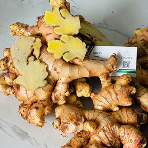 Racine de gingembre frais de haute qualité Jengibre Zenzero Produit agricole frais Prix compétitifs Contact + 84366808683 - Product Image 2