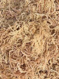 OFERTA ESPECIAL Musgo Marino Crudo Blue Lotus 2025, Musgo Seco de Océano Limpio, Recolectado en Fondos Marinos Naturales - Product Image 4