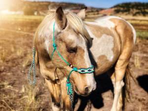 Premium High Braided Rope <b>Halter</b> Horse Equestrian Foldable Rope <b>Halter</b> 8mm Thick Fancy Quality Strong Rope <b>Halter</b> - Product Image 4