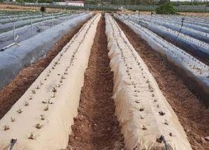 Custom Cut HDPE Olive Harvest <b>Net</b> Industrial Plastic Blow Molding 8G GSM 1mm X 1mm <b>Mesh</b> Black FORTUNE AGRO <b>NET</b> - Product Image 3