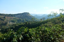 เมล็ดกาแฟสีเขียวโรบัสต้า S13 S14 S16 S18พันธุ์เล็ก - Product Image 5