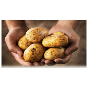 Exportadores de papas frescas de nueva cosecha listos para exportar - Product Image 3