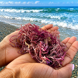 OFERTA ESPECIAL: Musgo Marino Orgánico Morado/Eucomia Cottonii Seco de Ninh Thuan, Vietnam - Alta Calidad y Mejor Precio / Sra. Alina - Product Image 3