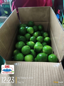 มะนาวไร้เมล็ดพรีเมียมจากเวียดนาม – ส้มเขียวสดใหม่สำหรับตลาดขายส่งในมาเลเซีย - Product Image 6