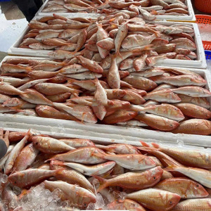 Mullet Rojo del Mar Negro Congelado, de Primera Calidad, Sin Grasas Trans, Suministro al por Mayor, Nutritivo, Exportación de Mariscos, Envasado al Vacío - Product Image 1