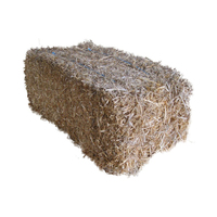 Bales de foin d'herbe de Rhodes à vendre à prix attractifs pour les distributeurs d'aliments pour animaux