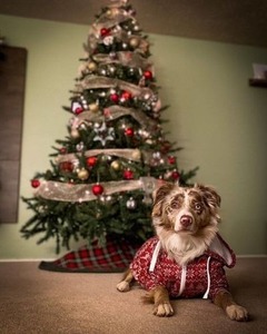 Christmas Red Cotton Classic Knit Hoodie for Dogs with Comfortable Winter Wear - Product Image 4