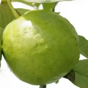 ผงสารสกัดใบฝรั่ง ฝรั่ง, อะมรูด ปาตตา ผงสารสกัดใบฝรั่ง พิซิเดียม กัววา - Product Image 6