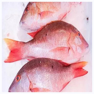 Pescado de Dátil Rojo Congelado de Primera Calidad, Congelado Individualmente, Pescado de Dátil Rojo de Alta Calidad - Product Image 1
