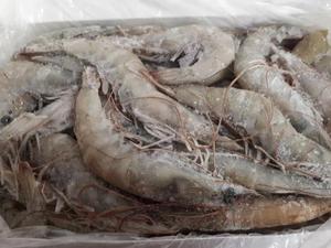 CAMARONES VANNAMEI BLANCOS CONGELADOS DE MARCA OEM, TODAS LAS TALLAS DISPONIBLES - Product Image 2