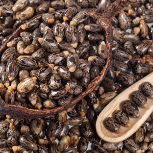 Semillas de Ricino Orgánicas de Calidad de Exportación - Product Image 1