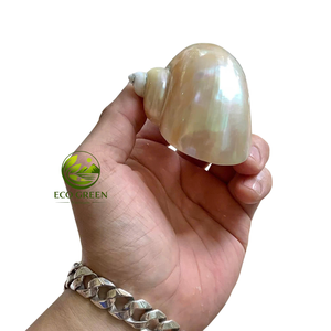 Coquilles vertes naturelles polies en vrac pour l'aménagement d'aquariums, les maisons pour crabes ermites, la décoration côtière et les loisirs créatifs - Product Image 4