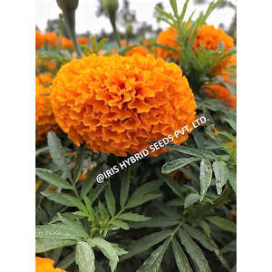 เมล็ดพันธุ์ไฮบริดไอริส มาริโกลด์ ออเรนจ์ IHS-786 F1 พืชดอกผลผลิตสูง - Product Image 4