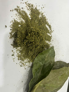 Sun-Dried Vietnamese Soursop Leaves Black <b>Tea</b> Finest Quality Organic Health Non-Sugar <b>Tea</b> Bags 25 <b>Tea</b> Bags/<b>Box</b> Bulk Packaging - Product Image 1