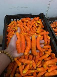 Curcuma frais biologique de haute qualité provenant du Vietnam au meilleur prix - Product Image 4