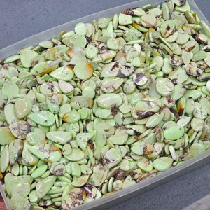 พลอยคริสโซเพรสทรงหลังเบี้ยธรรมชาติ ขายส่งจำนวนมาก สำหรับทำเครื่องประดับ - Product Image 6