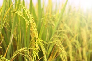 VEDAN RICE PROTEIN Plant Based High Protein <b>Nutrition</b> for <b>Sports</b> and Functional Foods HALAL KOSHER Certified - Product Image 5