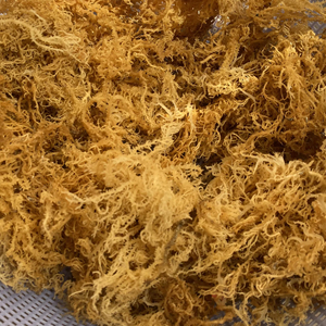 BEST SELLER Sea <b>Moss</b> Organic Wildcrafted Made in Vietnam With High Quality and Best Price/ Ms. Lima - Product Image 1