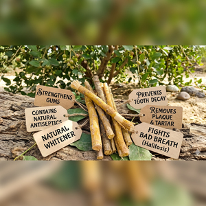 Sewak / Siwak / Miswak en bois naturel biologique de haute qualité pour la santé dentaire, spécial Pakistan, prix de gros, Peelu Miswaks Private - Product Image 2