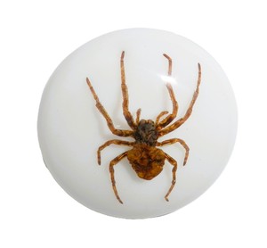 Ghost <b>Spider</b> Real Specimen <b>Plastic</b> Cabochon Round 38x38 mm White Flat Bottom for Crafts and Jewelry Making - Product Image 1