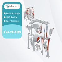 Modelo de Esqueleto Humano Desarticulado DRS1016 con Puntos de Origen e Inserción Muscular, Juego Completo de Huesos Anatómicos para Estudio Médico