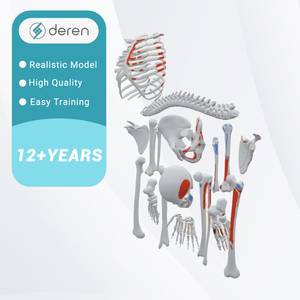 Modelo de <span class=keywords><strong>Esqueleto</strong></span> <span class=keywords><strong>Humano</strong></span> Desarticulado DRS1016 con Puntos de Origen e Inserción Muscular, Juego Completo de <span class=keywords><strong>Huesos</strong></span> Anatómicos para Estudio Médico - Product Image 4